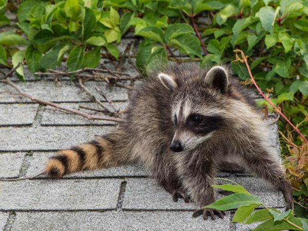 Palm Coast Wildlife Removal